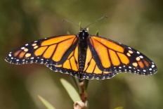 Elachista cinereopunctella - Monarch (Monarchfalter)